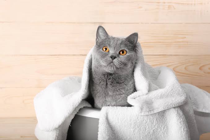 Creating Comfortable Pet Bath Time